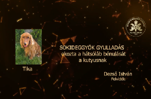 Sokideggyök gyulladás okozta a hátsóláb bénulását a kutyusnak – Dezső István – Felvidék